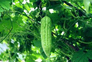 夏日天天吃瓜,天天吃瓜的悠闲时光