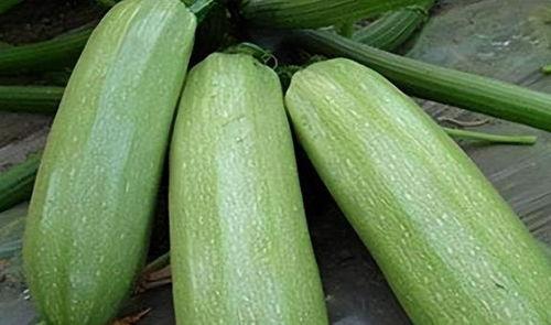 吃瓜初二,揭秘校园里的那些“瓜”