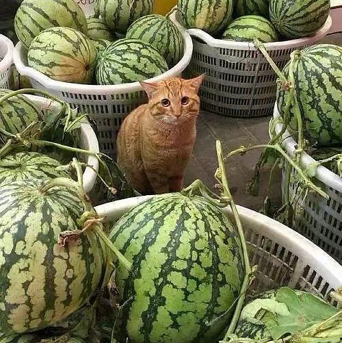 呆瓜卖花吃瓜,一场欢乐的田园生活趣事