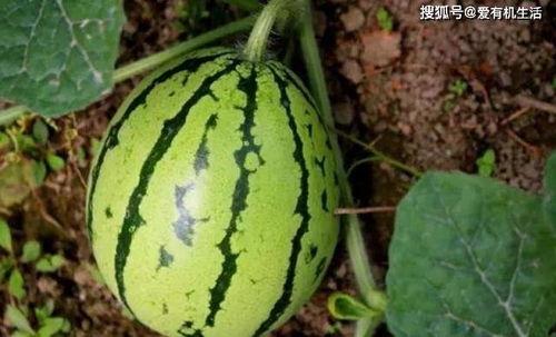 地里的瓜怎么吃,地头瓜果的多样食法探索