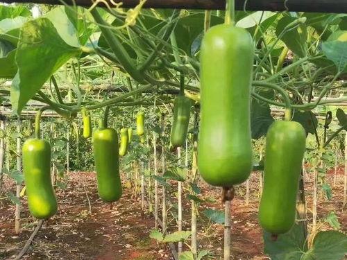 哪种吃的瓜不好