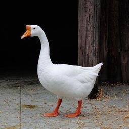 吃瓜鹅课代表,揭秘娱乐圈幕后故事