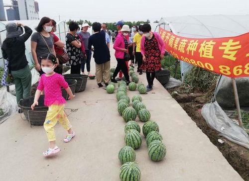 夏天爸爸吃瓜比赛,爸爸们的吃瓜大赛大比拼