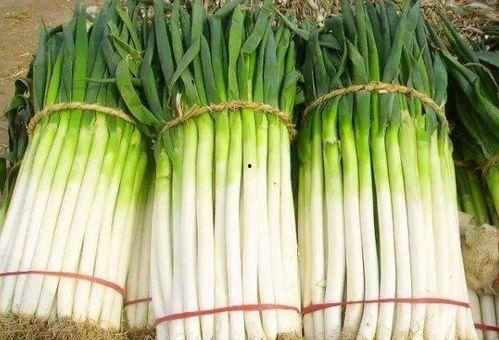 大葱与角瓜能一起吃吗,相容还是相克？