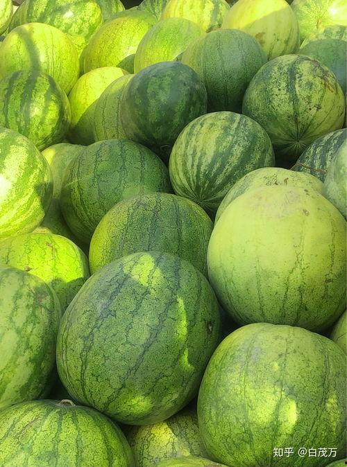 经期可以吃籽瓜,籽瓜助力女性健康调理