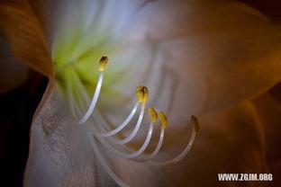 做梦梦见摘瓜吃瓜