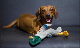 分瓜给狗吃,一场关于爱心与智慧的温馨故事