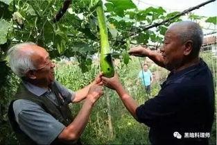 吃瓜怎么砍瓜视频,跟着吃瓜视频学砍瓜